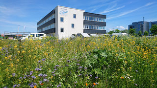 Sanitätshaus Pfänder Engagement Blumenwiese Bienenweide